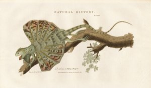 Flygande drake på en gren av Sydenham Teast Edwards