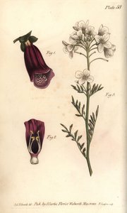 Foxglove, Digitalis purpurea, Didynamia av Sydenham Teast Edwards