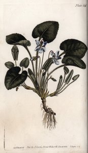 Doftande viol. Färgad kopparstick, illustration av Sydenham Edwards (1768-1819) för Conferences of Botanical, Botanical Garden of Lambeth (England) av Sydenham Teast Edwards