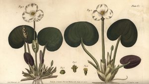 Groda, Hydrocharis morsus-ranae, Dioecia, honväxt 1,4, hanväxt 2,3. Handkolorerad kopparstick av F. Sansom av en botanisk illustration av Sydenham Edwards för William Curtis