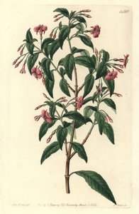 Fuschia variete - Stånggrenad fuchsia, Fuchsia bacillaris. Naturlig hybrid mellan Fuchsia microphylla subsp. microphylla och Fuchsia thymifolia subsp. thymifolia. Handkolorerad kopparstick av S. Watts efter illustration av Sarah Drake från Syd av Sydenham Teast Edwards