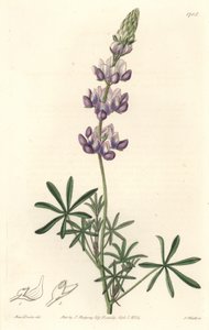 Garden Lupin, ursprungligen från Kalifornien - S. Watts Strong Water från en illustration av Sarah Anne Drake (1803-1857), från Botanical Register av Sydenham Teast Edwards