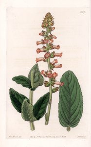 Genera Variete - Tallrik graverad av S.Watts, från en illustration av Sarah Anne Drake (1803-1857), från Botanical Register of Sydenham Edwards (1768-1819), England av Sydenham Teast Edwards