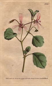 Pelargon har syrablad, med rosenblommor, infödda i Sydafrika. Sorrel cranes näbb med rosa ådrade blommor. En infödd från Kap, Sydafrika. Pelargonium acetosum. Handfärgad kopparstick från en botanisk illustration av Sydenham av Sydenham Teast Edwards
