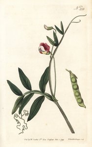 Gesse climene - Spansk vicker, Lathyrus clymenum (Jointed-podded lathyrus, Lathyrus articulatus). Handfärgad kopparstick av Sansom efter en illustration av Sydenham Edwards från William Curtis