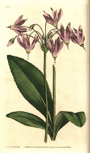 Giroselle of Virginia - American cowslip eller Mead