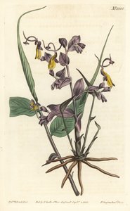 Globba radicalis (Operaflickor, Mantisia saltatoria). Handkolorerad kopparstick av F. Sansom Jr. efter en illustration av Sydenham Edwards från William Curtis