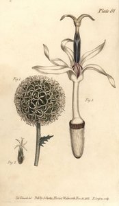 Globe tistel, Echinops sphaerocephalus, Polygamia segregata, blomma 1 och enkel floret 2,3. Handkolorerad kopparstick av F. Sansom av en botanisk illustration av Sydenham Edwards för William Curtis