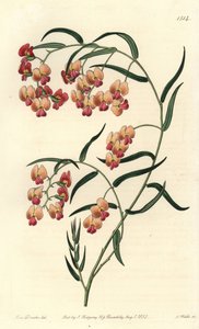 Glycinbladig dillwynia, Dillwynia glycinifolia. Handkolorerad kopparstick av S. Watts efter en illustration av Miss Sarah Drake från Sydenham Edwards