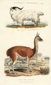 Get och lama - Långhornad whidaw get, Capra aegagrus och lama, Lama glama (Glama kamel, Camelus lama). Handkolorerad kopparstick efter Sydenham Edwards från John Mason Goods Pantologia, a New Encyclopedia, G. Kearsley, London av Sydenham Teast Edwards