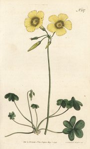 Getfot - Getfotsvedssyra, Oxalis caprina. Handfärgad kopparstick av Sansom efter en illustration av Sydenham Edwards från William Curtis