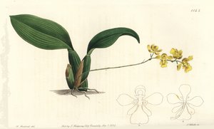Gomesa cornigera orkidé (Horned oncidium, Oncidium cornigerum). Handkolorerad kopparstick av S. Watts efter en illustration av William Herbert från Sydenham Edwards