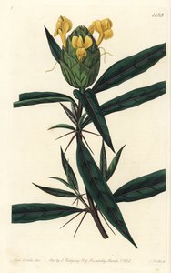 Grassgrass tac tac - Humleblommiga barleria, Barleria lupulina. Handkolorerad kopparstick av S. Watts efter en illustration av Sarah Drake från Sydenham Edwards