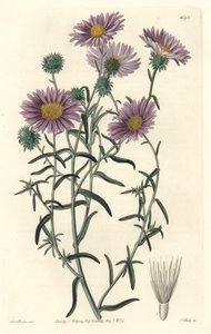 Grey Aster, ursprungligen från Kalifornien - S. Watts Strong Water från en illustration av Sarah Anne Drake (1803-1857), från Botanical Register av Sydenham Teast Edwards