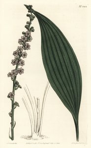 Grönblommig teta, Peliosanthes teta. Handkolorerad kopparstick av F. Sansom Jr. efter en illustration av Sydenham Edwards från William Curtis