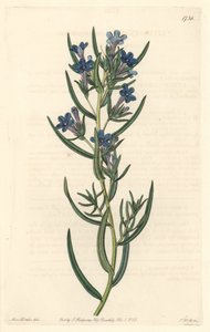 Gremil a rosmarinblad, infödd på Sicilien - Water forte av S. Watts från en illustration av Sarah Anne Drake (1803-1857), från Botanical Register av Sydenham Teast Edwards