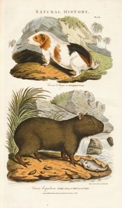 Marsvin och kapybara av Sydenham Teast Edwards