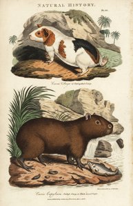 Marsvin och capybara - Marsvin, Cavia porcellus, och capybara, Hydrochoerus hydrochaeris. Handfärgad kopparstick efter Sydenham Edwards från John Mason Goods Pantologia, a New Encyclopedia, G. Kearsley, London