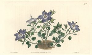 Hårig-bladig campanule, infödd i Italien - Strong water av S. Watts från en illustration av Sarah Anne Drake (1803-1857), från Botanical Register av Sydenham Teast Edwards