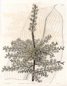 Hawaiiansk spinard eller vass från Indien - Plåt graverad av S.Watts, från en illustration av Sarah Anne Drake (1803-1857), från Botanical Register of Sydenham Edwards (1768-1819), England av Sydenham Teast Edwards