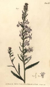 Lobelia urens, Lobelia urens, Polygamia monogamia. Handkolorerat kopparstick av F. Sansom av en botanisk illustration av Sydenham Edwards för William Curtis föreläsningar i botanik, som hölls i Botanic Garden i Lambeth. av Sydenham Teast Edwards