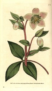 Hellebore (ellebore) livid eller svart - Livvid eller lila hellebore, Helleborus lividus. Handkolorerad kopparstick efter en botanisk illustration av James Sowerby från William Curtis