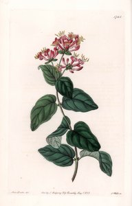 Herb variete - Tallrik graverad av S.Watts, från en illustration av Sarah Anne Drake (1803-1857), från Botanical Register of Sydenham Edwards (1768-1819), England av Sydenham Teast Edwards