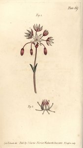 Hermafroditblomma med sju pistilla, Heptagynia, Septas capensis. Handkolorerad kopparstick av F. Sansom av en botanisk illustration av Sydenham Edwards för William Curtis