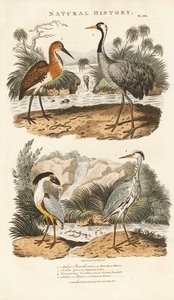 Hägrar och tranor i sina våtmarkshabitat av Sydenham Teast Edwards