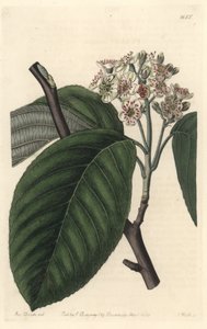 Himalayan Mountain ash - S. Watts Strong Water från en illustration av Sarah Anne Drake (1803-1857), från Botanical Register av Sydenham Teast Edwards