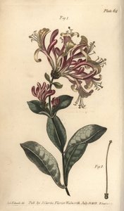 Kaprifol, Lonicera caprifolium, Monogynia. Handkolorerad kopparstick av F. Sansom av en botanisk illustration av Sydenham Edwards för William Curtis