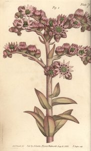 Huslök, Sempervivum tectorum, Dodecagynia, hermafroditblomma med 12 pistill. Handkolorerad kopparstick av F. Sansom av en botanisk illustration av Sydenham Edwards för William Curtis