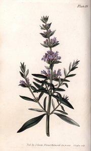 Isop eller officiell isop. Färgad kopparstick, illustration av Sydenham Edwards (1768-1819) för Conferences of Botanical, Botanical Garden of Lambeth (England) av Sydenham Teast Edwards