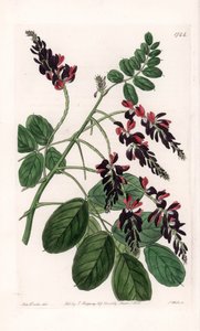 Indigofera Variete - Tallrik graverad av S.Watts, från en illustration av Sarah Anne Drake (1803-1857), från Botanical Register of Sydenham Edwards (1768-1819), England av Sydenham Teast Edwards