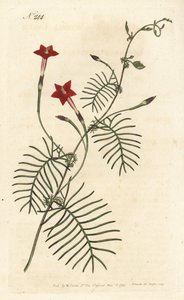 Ipomee quamoclite eller quamoclite pennee eller ipomee ett rött blad - Cypress vinstockar eller bevingade blad ipomoea, Ipomoea quamoclit. Handfärgad kopparstick av Sansom efter en illustration av Sydenham Edwards från William Curtis