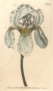 Iris florentina, Iris germanica nothovar. Handkolorerad kopparstick av F. Sansom av en botanisk illustration av Sydenham Edwards för William Curtis