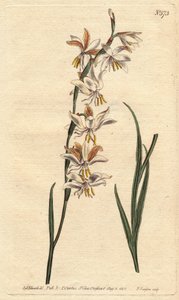Ixia har vita, gula och orangea ådror. Nickande blommande ixia med vita, orange och gula ådrade blommor. Ixia radiata. Handfärgad kopparstick från en botanisk illustration av Sydenham Edwards från William Curtis "" Botanical Magazine"" 179 av Sydenham Teast Edwards