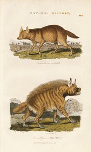 Schakal och randig hyena av Sydenham Teast Edwards