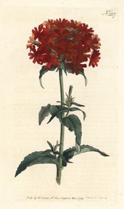 Jerusalem Cross - Brinnande kärlek, Silene chalcedonica (Scarlet lychnis, Lychnis chalcedonica). Handfärgad kopparstick av Sansom efter en illustration av Sydenham Edwards från William Curtis