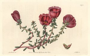 Storblommig portulak eller elva timmars riddare, infödd i Chile - S. Watts starkt vatten från en illustration av Sarah Anne Drake (1803-1857), från det botaniska registret