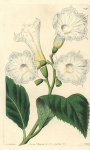 Storblomma cordia - storblommig cordia, Cordia grandiflora. Handkolorerad kopparstick av S. Watts efter en illustration av M. Hart från Sydenham Edwards