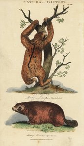 Lat tridactyl eller ai och murmeldjur - Tretåig sengång, Bradypus tridactylus, och alpin murmeldjur, Marmota marmota (Arctonys marmota). Handfärgad kopparstick efter Sydenham Edwards från John Mason Goods Pantologia, a New Encyclopedia, G. Kearsley, L.