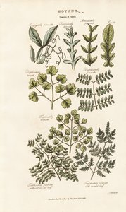 Bladformer och arrangemang av Sydenham Teast Edwards