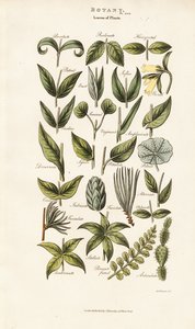 Bladformer och arrangemang av Sydenham Teast Edwards