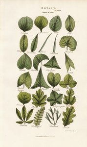 Bladformer i botanisk morfologi av Sydenham Teast Edwards