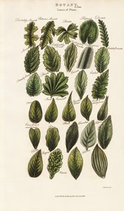 Bladmarginaler och bladstrukturer i botanisk morfologi av Sydenham Teast Edwards