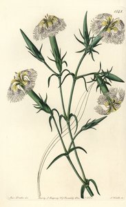Libanon nejlika (art i fara) - Rosa av Libanon, Dianthus libanotis. Hotade arter. Handfärgad kopparstick av S. Watts efter en illustration av Miss Sarah Drake från Sydenham Edwards