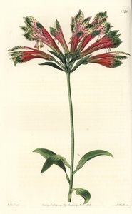 Inkalilja eller Peru (alstroemere eller alstroemerie) - Peruansk lilja, Alstroemeria pulchella (Parrot alstroemeria, Alstroemeria psittacina). Handkolorerad kopparstick av S. Watts efter en illustration av M. Hart från Sydenham Edwards