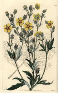 Långbladig cinquefolia variete - Potentilla longifolia (Viscid cinquefoil, Potentilla viscosa). Handkolorerad kopparstick av S. Watts efter en illustration av M. Hart från Sydenham Edwards