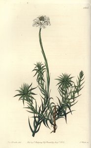 Långbladigt sphenotoma, Sphenotoma capitatum. Handkolorerad kopparstick av S. Watts efter en illustration av Miss Sarah Drake från Sydenham Edwards